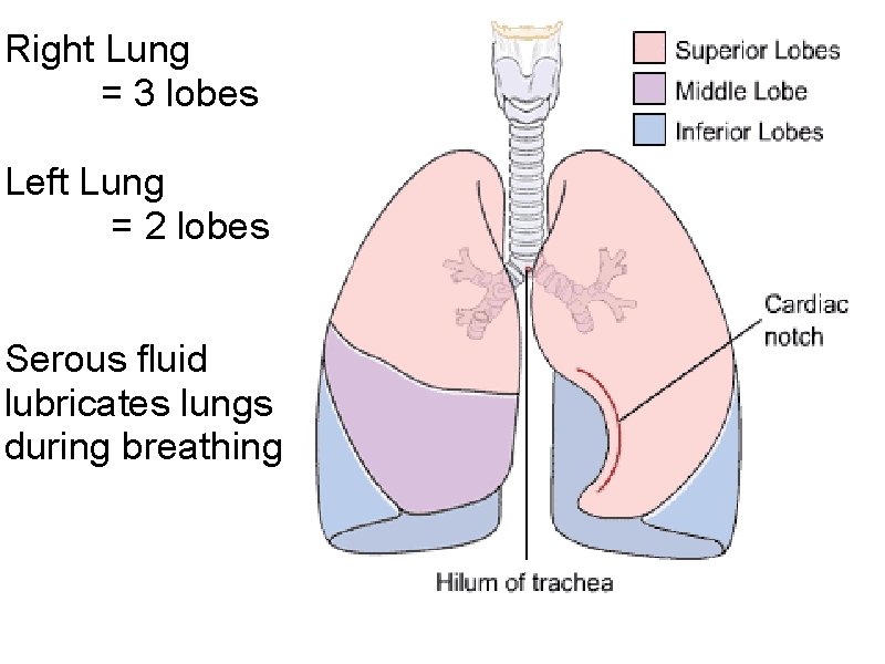 Right Lung = 3 lobes Left Lung = 2 lobes Serous fluid lubricates lungs Right Lung = 3 lobes Left Lung = 2 lobes Serous fluid lubricates lungs