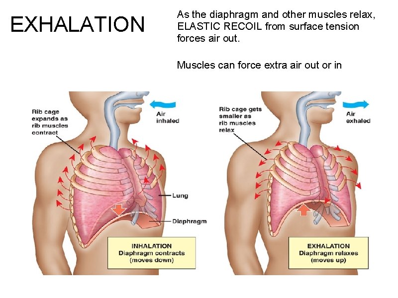 EXHALATION As the diaphragm and other muscles relax, ELASTIC RECOIL from surface tension forces EXHALATION As the diaphragm and other muscles relax, ELASTIC RECOIL from surface tension forces