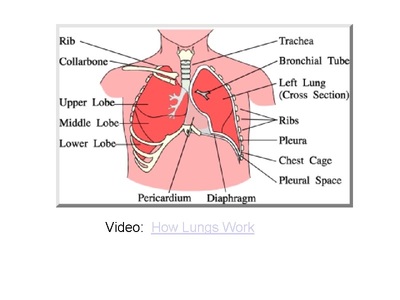 Video: How Lungs Work Video: How Lungs Work