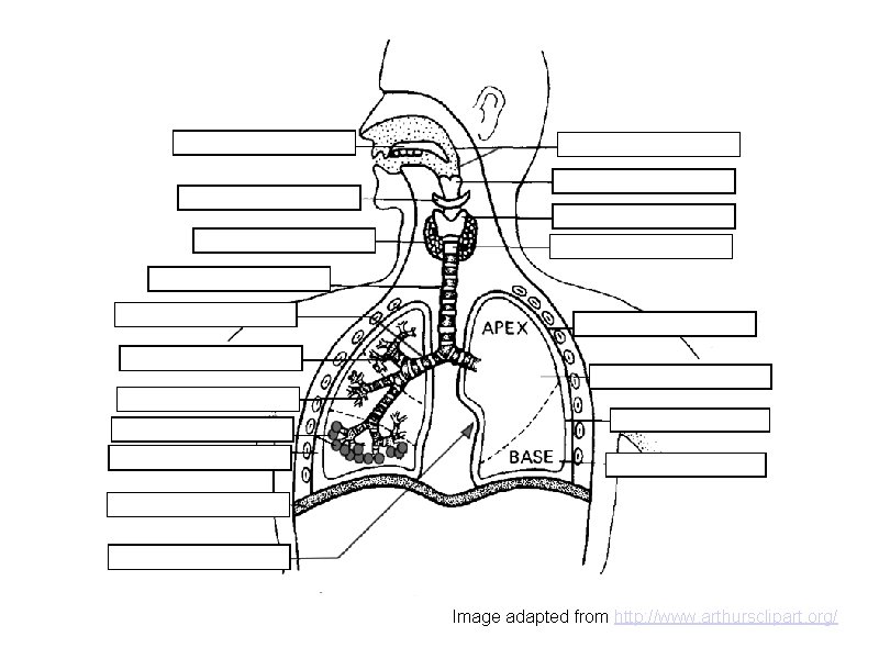 Image adapted from http: //www. arthursclipart. org/ Image adapted from http: //www. arthursclipart. org/