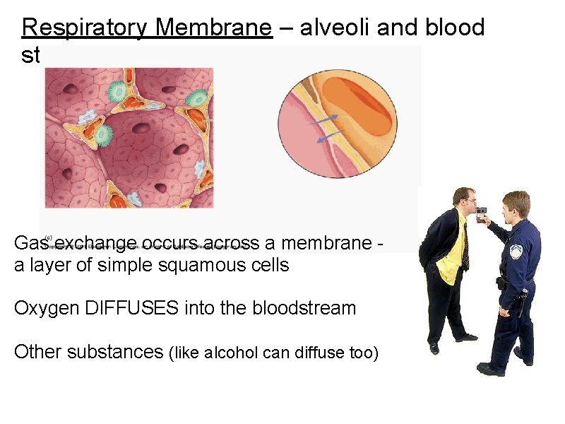 Respiratory Membrane – alveoli and blood stream exchange gasses Gas exchange occurs across a Respiratory Membrane – alveoli and blood stream exchange gasses Gas exchange occurs across a