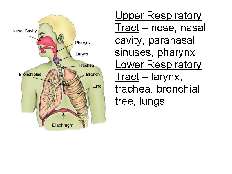 Upper Respiratory Tract – nose, nasal cavity, paranasal sinuses, pharynx Lower Respiratory Tract – Upper Respiratory Tract – nose, nasal cavity, paranasal sinuses, pharynx Lower Respiratory Tract –