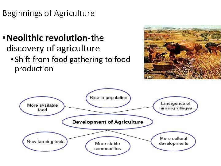 Beginnings of Agriculture • Neolithic revolution-the discovery of agriculture • Shift from food gathering