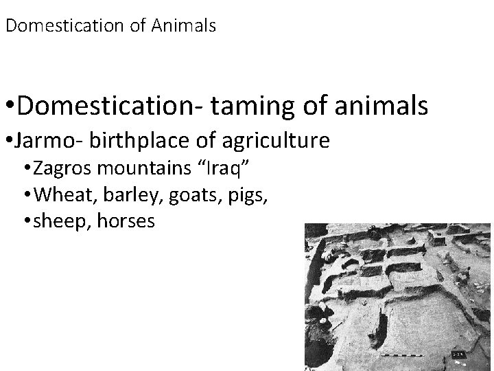 Domestication of Animals • Domestication- taming of animals • Jarmo- birthplace of agriculture •