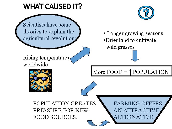 WHAT CAUSED IT? Scientists have some theories to explain the agricultural revolution: • Longer