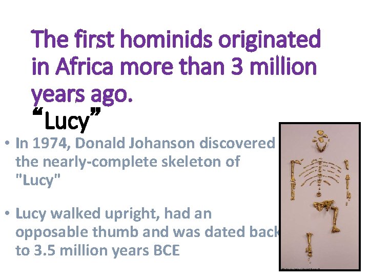 The first hominids originated in Africa more than 3 million years ago. “Lucy” •