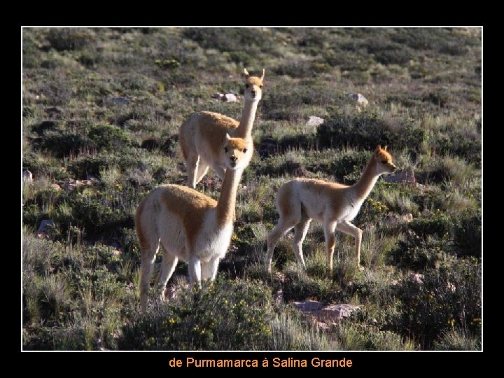 Route de Purmamarca à Salina Grande 