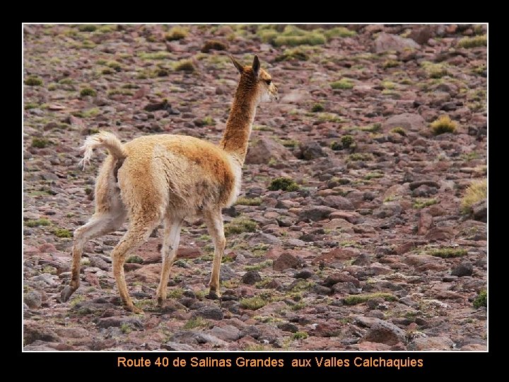 Route 40 de Salinas Grandes aux Valles Calchaquies 