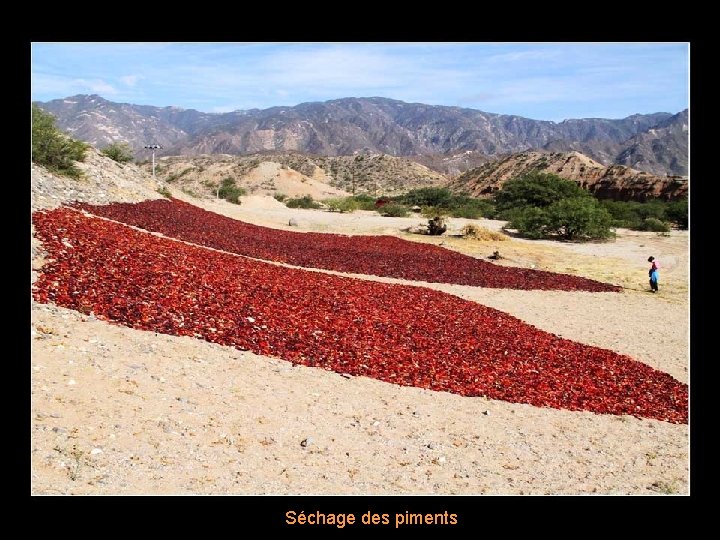 Séchage des piments 