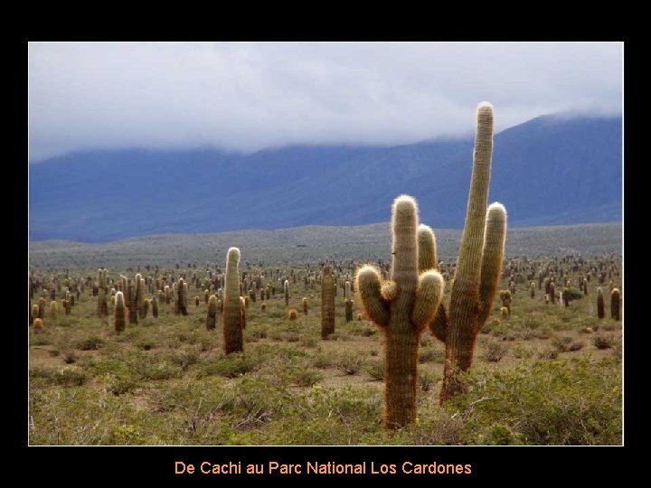 De Cachi au Parc National Los Cardones 