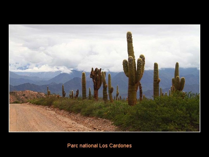 Parc national Los Cardones 