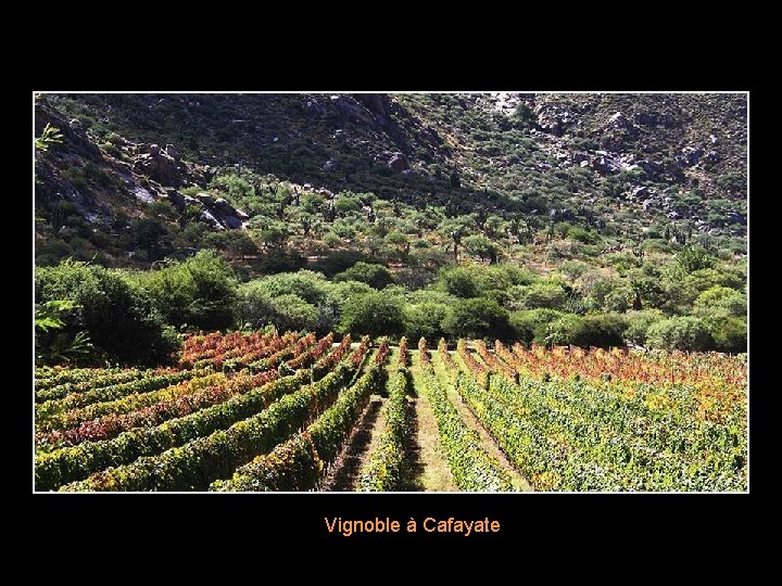 Vignoble à Cafayate 