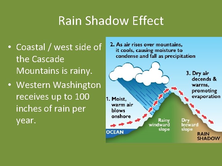 Rain Shadow Effect • Coastal / west side of the Cascade Mountains is rainy.