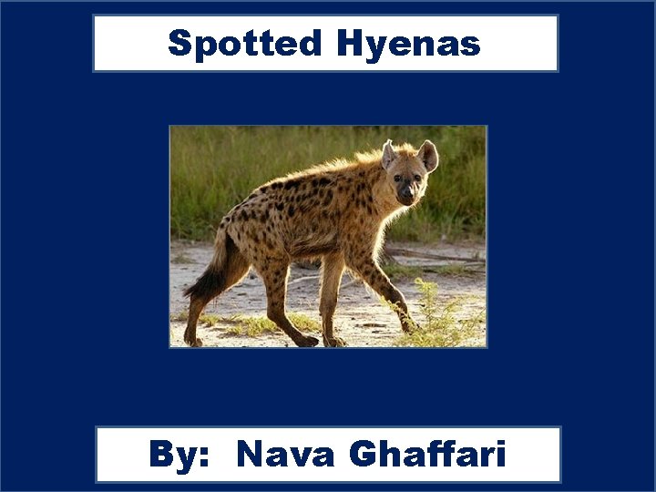 Spotted Hyenas By: Nava Ghaffari 