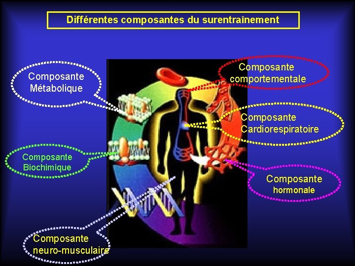 Différentes composantes du surentraînement Composante Métabolique Composante comportementale Composante Cardiorespiratoire Composante Biochimique Composante hormonale