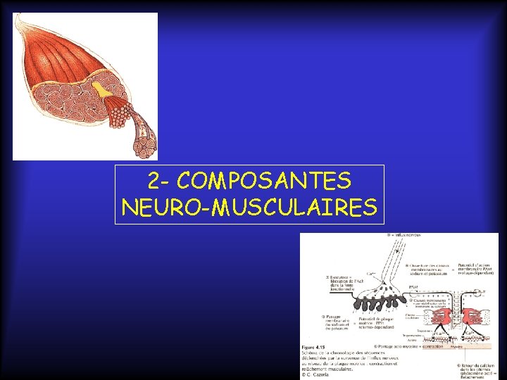 2 - COMPOSANTES NEURO-MUSCULAIRES 