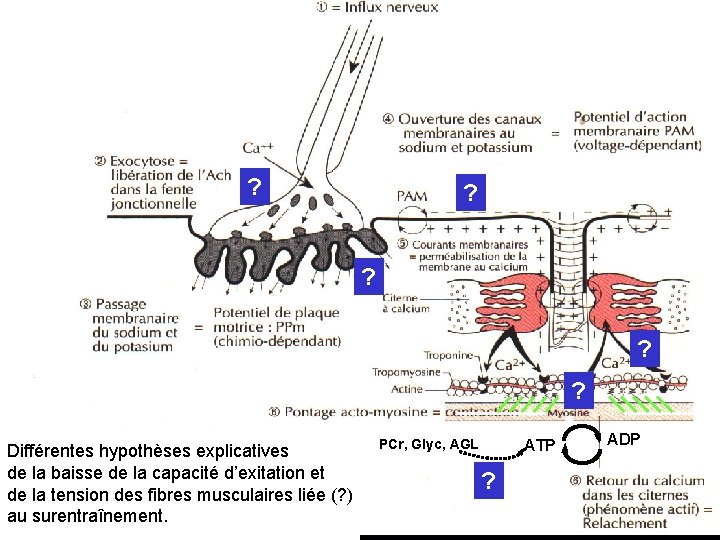 ? ? ? Différentes hypothèses explicatives de la baisse de la capacité d’exitation et