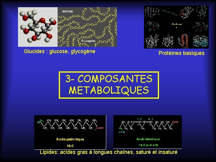 Glucides : glucose, glycogène Protéines basiques 3 - COMPOSANTES METABOLIQUES Lipides: acides gras à