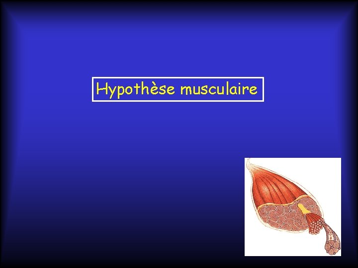 Hypothèse musculaire 