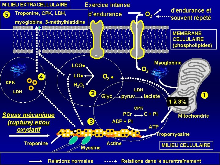 Exercice intense d’endurance MILIEU EXTRACELLULAIRE Troponine, CPK, LDH, d’endurance et souvent répété O 2