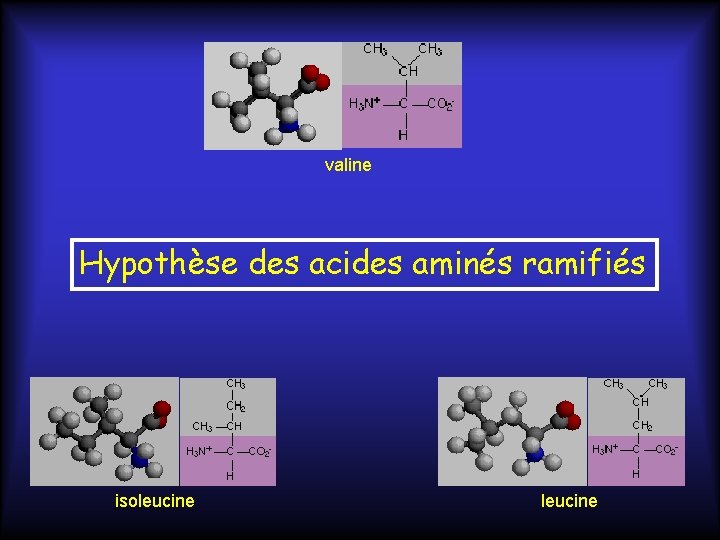 valine Hypothèse des acides aminés ramifiés isoleucine 