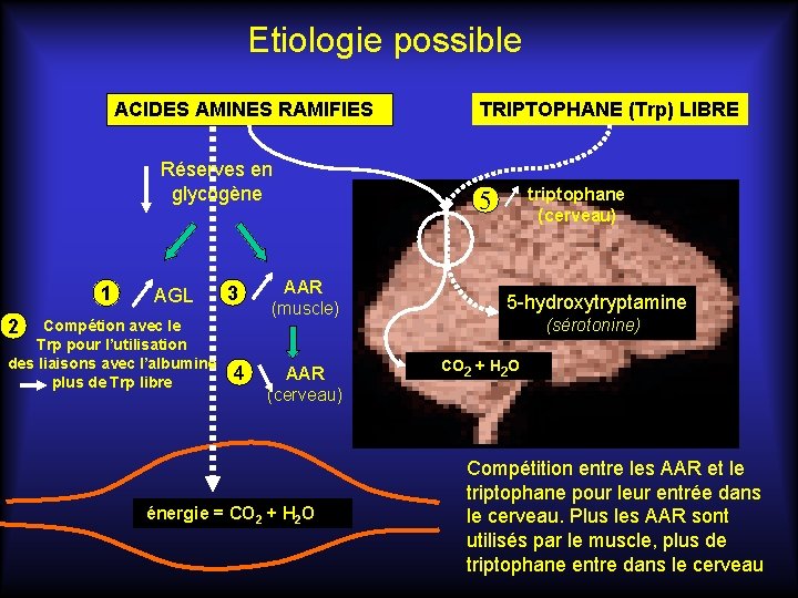 Etiologie possible ACIDES AMINES RAMIFIES Réserves en glycogène 1 AGL 3 2 Compétion avec