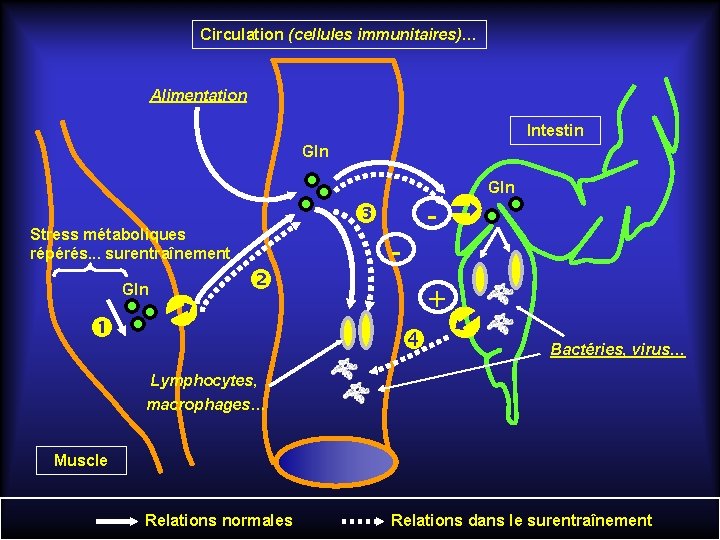 Circulation (cellules immunitaires)… Alimentation Intestin Gln Stress métaboliques répérés. . . surentraînement Gln -