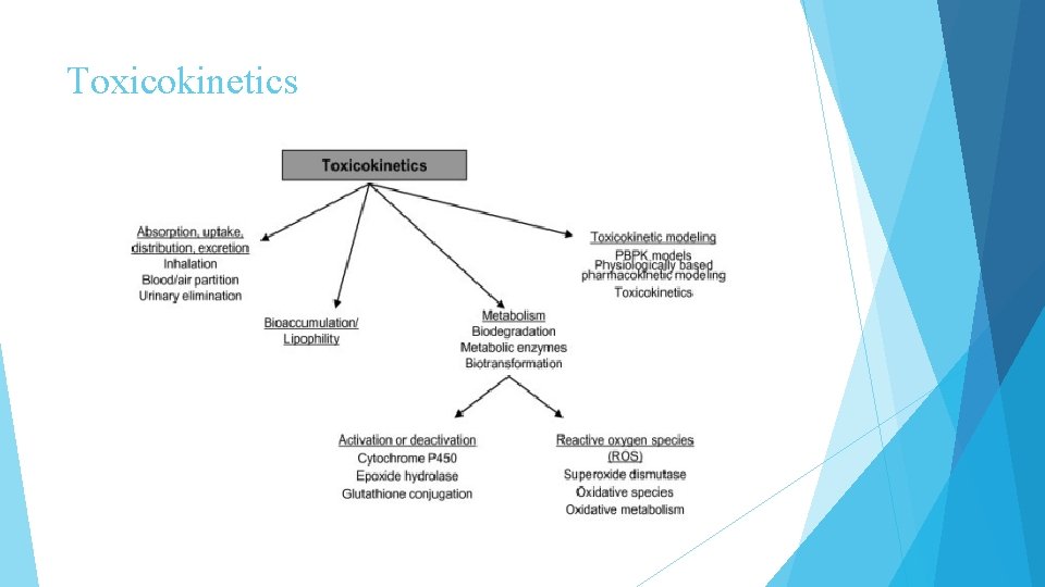 Toxicokinetics 