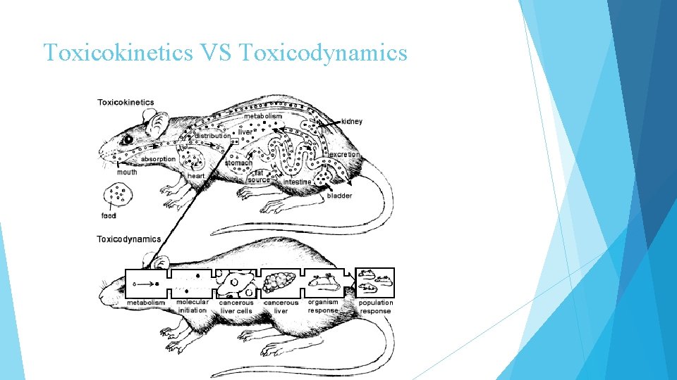 Toxicokinetics VS Toxicodynamics 