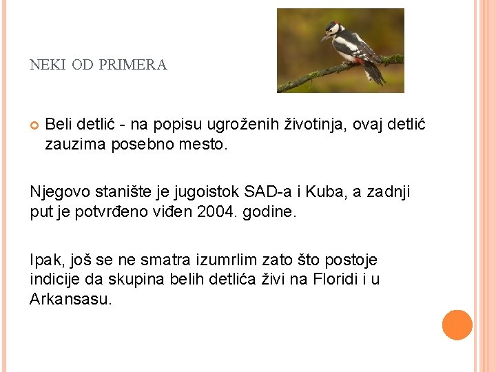 NEKI OD PRIMERA Beli detlić - na popisu ugroženih životinja, ovaj detlić zauzima posebno NEKI OD PRIMERA Beli detlić - na popisu ugroženih životinja, ovaj detlić zauzima posebno