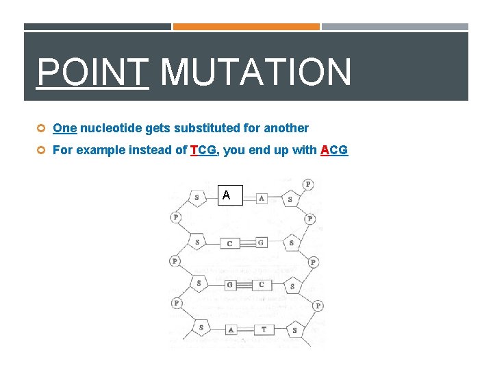 POINT MUTATION One nucleotide gets substituted for another For example instead of TCG, you