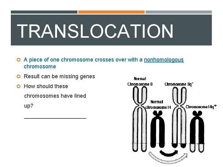 TRANSLOCATION A piece of one chromosome crosses over with a nonhomologous chromosome Result can