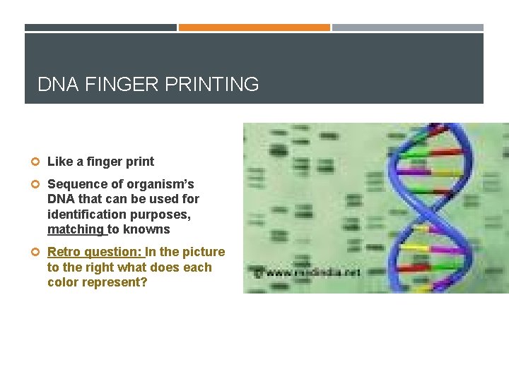 DNA FINGER PRINTING Like a finger print Sequence of organism’s DNA that can be