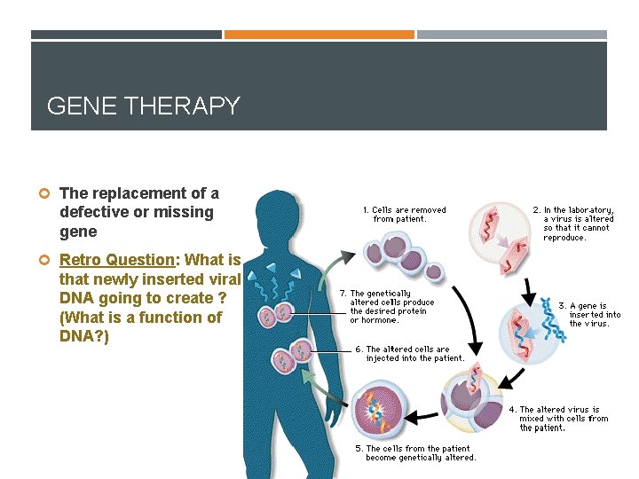 GENE THERAPY The replacement of a defective or missing gene Retro Question: What is