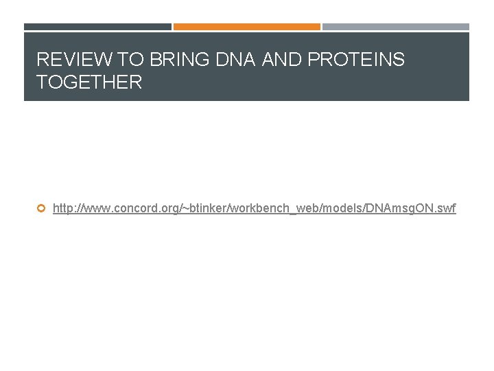 REVIEW TO BRING DNA AND PROTEINS TOGETHER http: //www. concord. org/~btinker/workbench_web/models/DNAmsg. ON. swf 