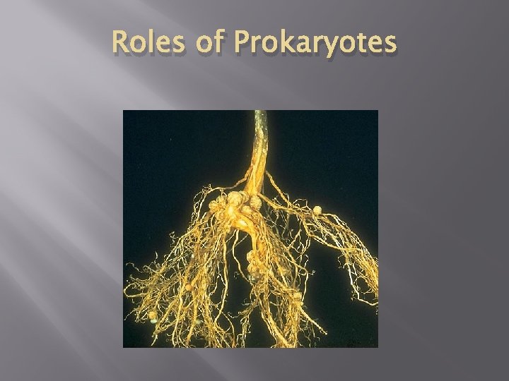 Roles of Prokaryotes 