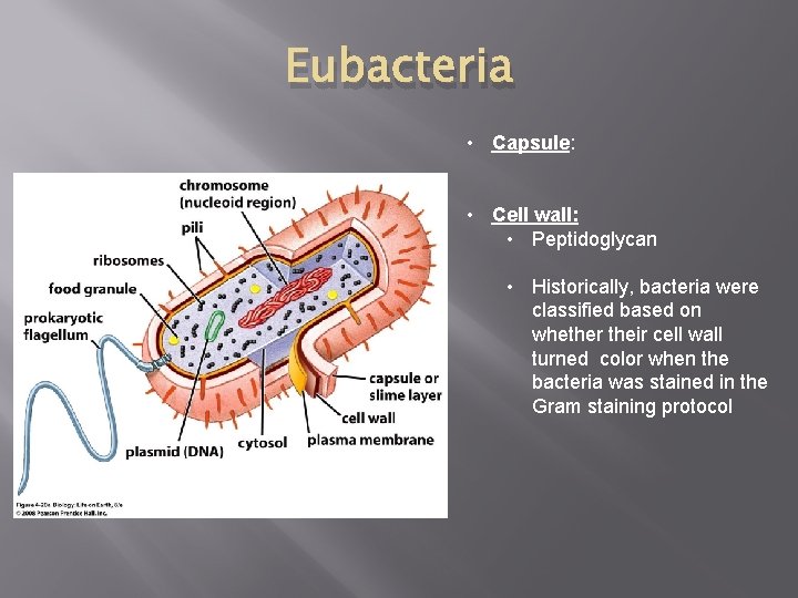 Eubacteria • Capsule: • Cell wall: • Peptidoglycan • Historically, bacteria were classified based