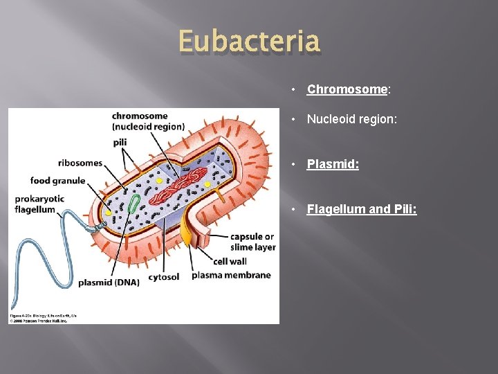 Eubacteria • Chromosome: • Nucleoid region: • Plasmid: • Flagellum and Pili: 