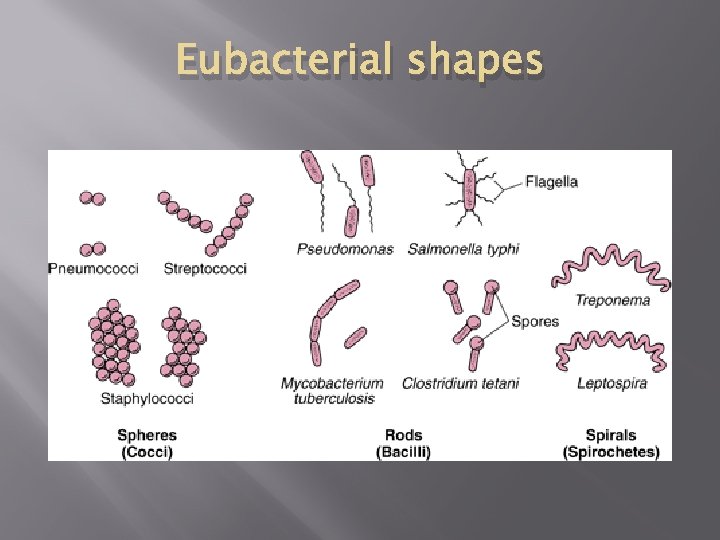 Eubacterial shapes 