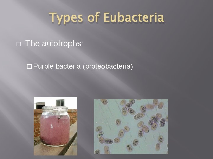 Types of Eubacteria � The autotrophs: � Purple bacteria (proteobacteria) 