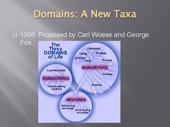 Domains: A New Taxa � 1996: Proposed by Carl Woese and George Fox 