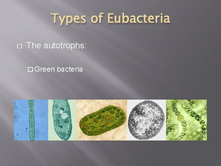 Types of Eubacteria � The autotrophs: � Green bacteria 