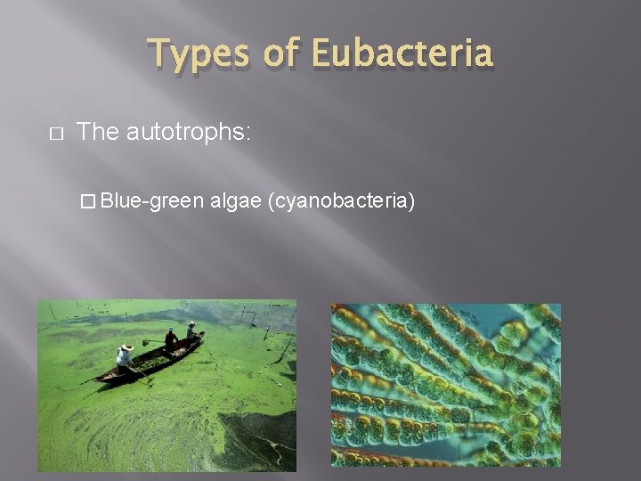 Types of Eubacteria � The autotrophs: � Blue-green algae (cyanobacteria) 