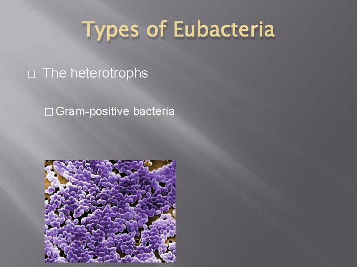 Types of Eubacteria � The heterotrophs � Gram-positive bacteria 