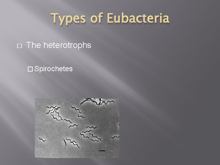 Types of Eubacteria � The heterotrophs � Spirochetes 