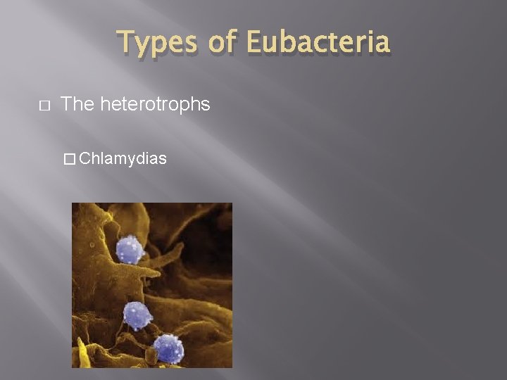 Types of Eubacteria � The heterotrophs � Chlamydias 