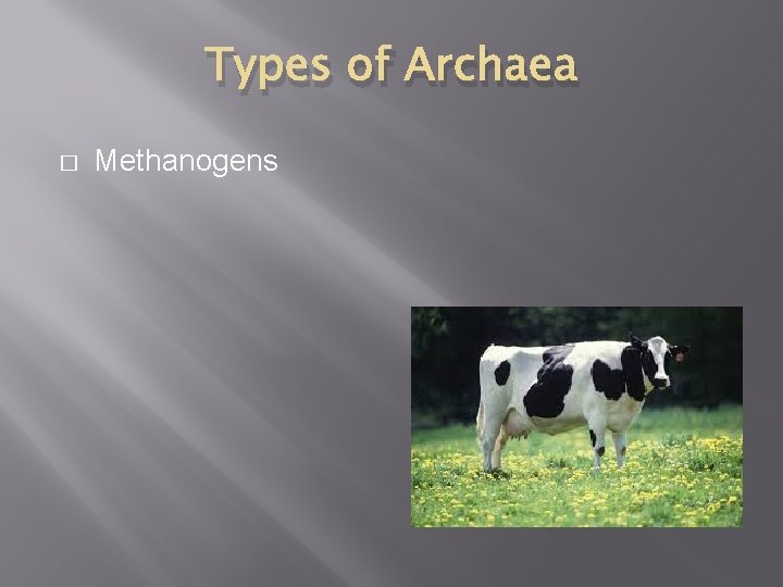 Types of Archaea � Methanogens 