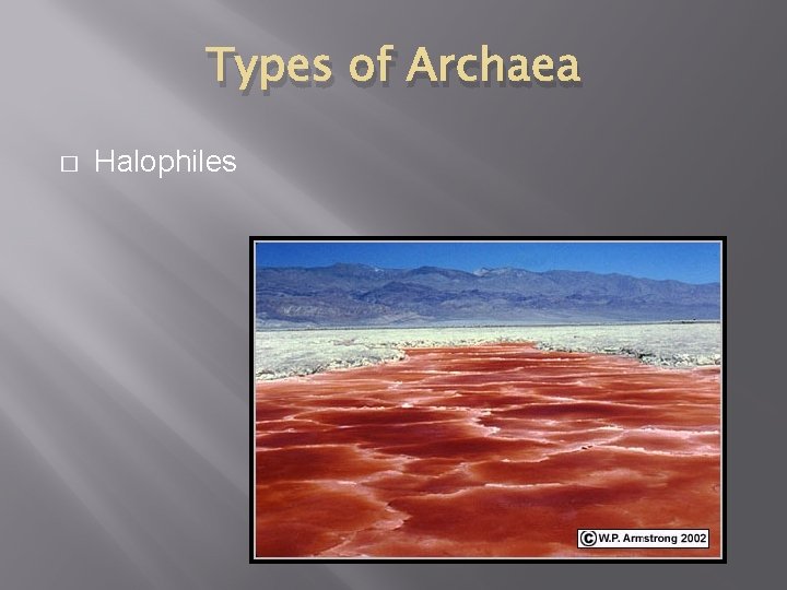 Types of Archaea � Halophiles 