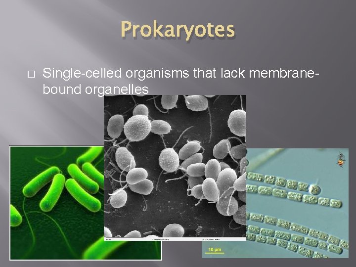 Prokaryotes � Single-celled organisms that lack membranebound organelles 