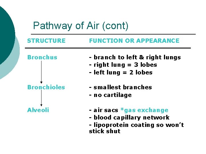 Pathway of Air (cont) STRUCTURE FUNCTION OR APPEARANCE Bronchus - branch to left &
